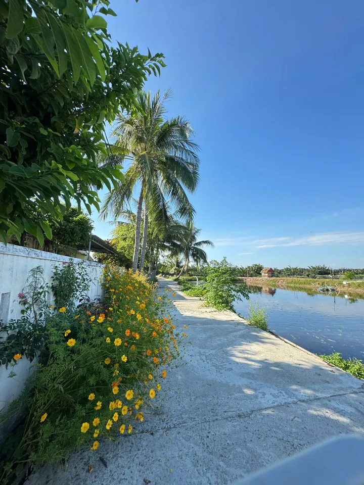 Không Thể Bỏ Qua 1 Lô Đất 3 Giá Trị – Lô Góc 2 Mặt Tiền View Sông Và View Làng Rau Trà Quế Cực Hiếm Tại Hội An (MS558)
